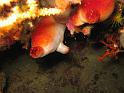 ascidia rouge - Halocynthia papillosa